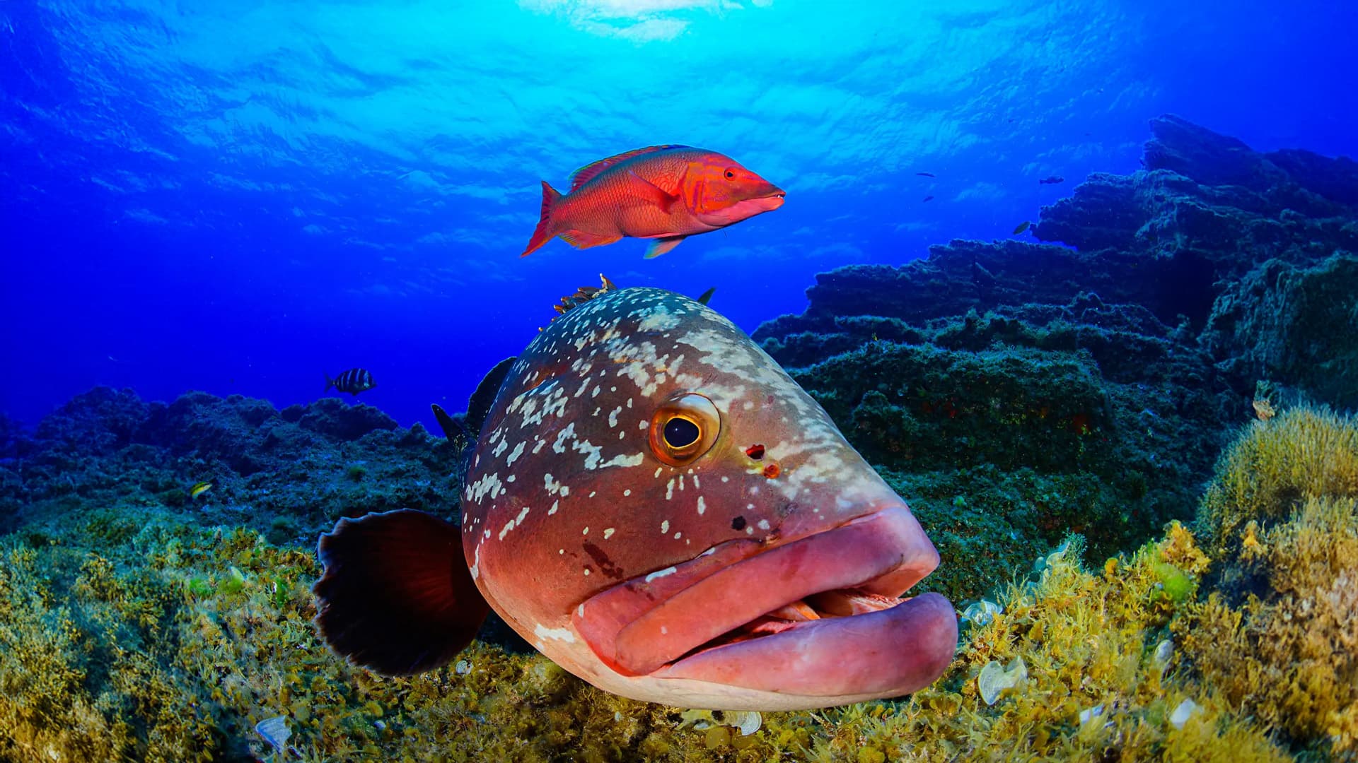 Open Fotosub El Hierro - Diving into the Island's Underwater Wonders