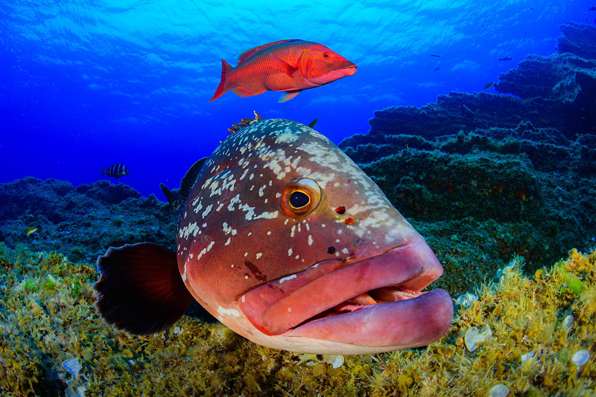 Open Fotosub El Hierro – Diving into the Island’s Underwater Wonders