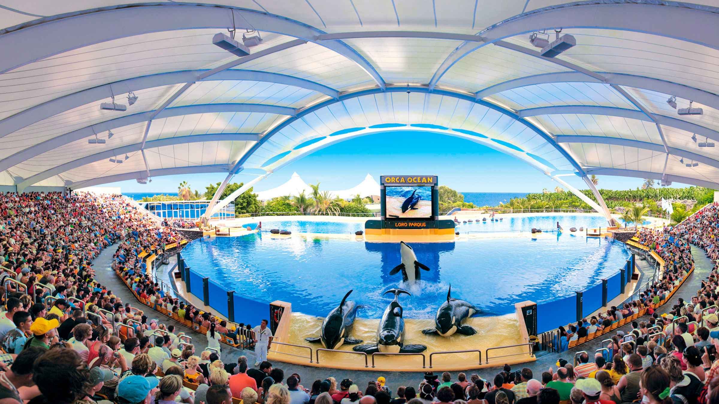 Loro Parque – The Ultimate Wildlife Adventure in Tenerife