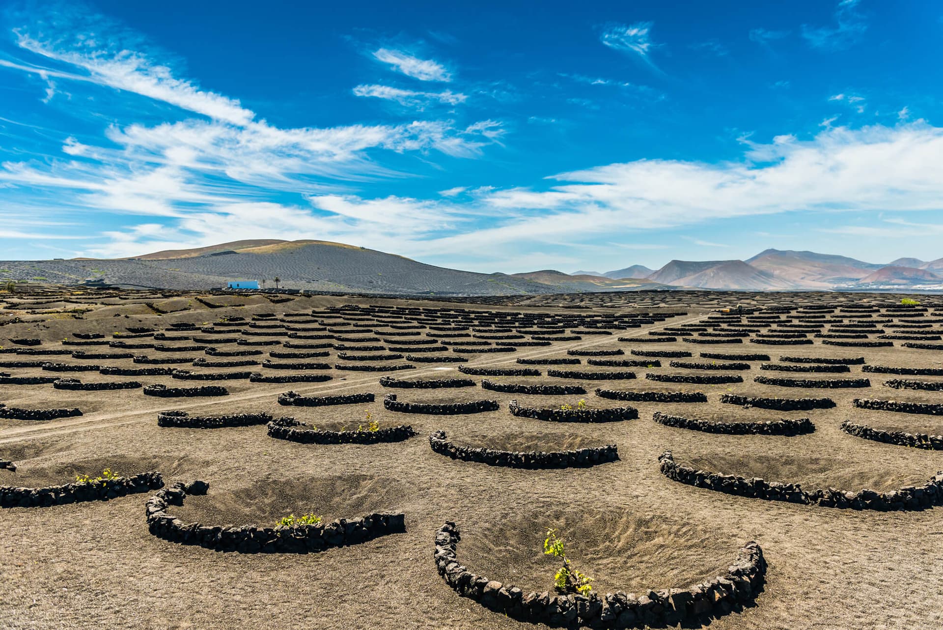 Wine Tasting in La Geria – Savoring Lanzarote’s Volcanic Wines