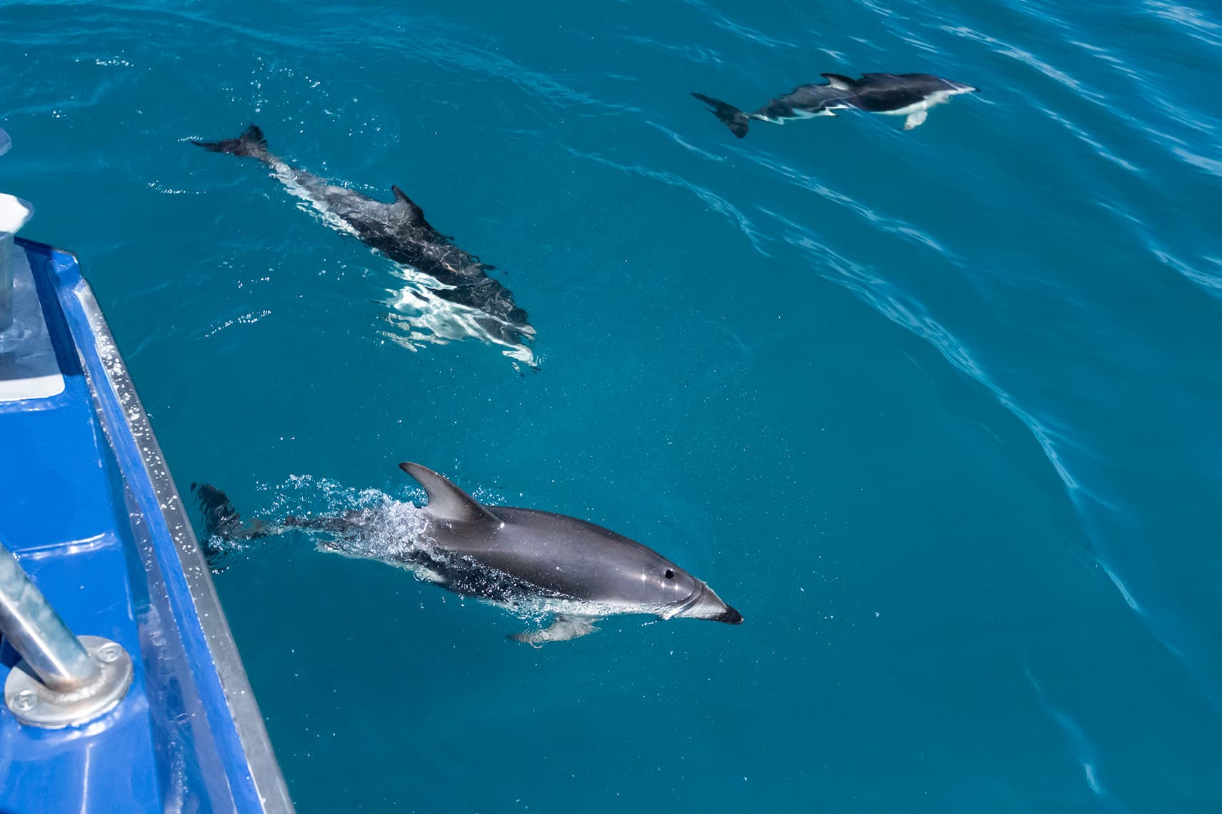 Big Catamaran Trip - Whale and dolphin watching Costa Adeje