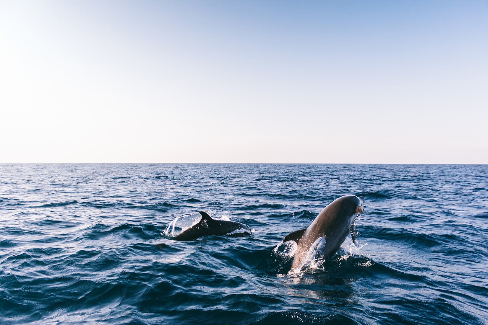 Boat Trip - Whale and dolphin watching Costa Adeje, Las Galletas