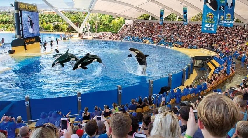 Tenerife: Loro Parque Entry Ticket