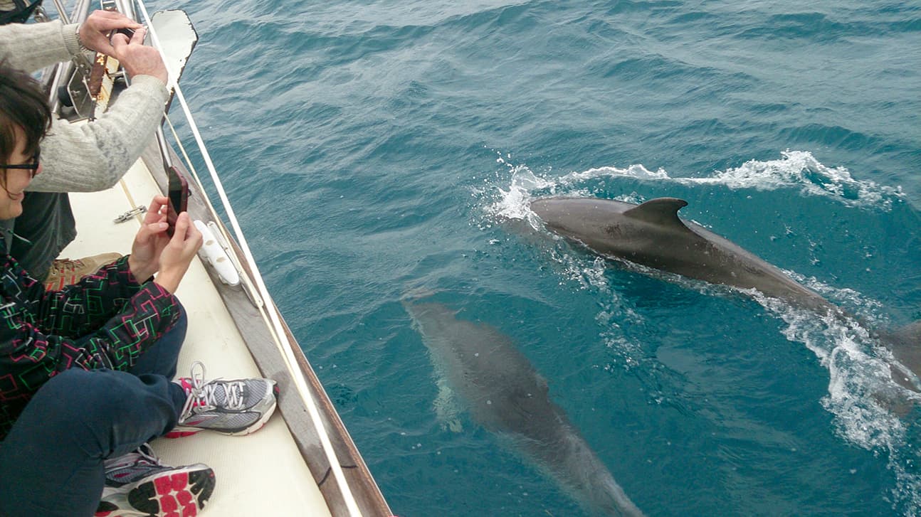 Sailing Yacht Trip - Whale and dolphin watching Costa Adeje, Las Galletas